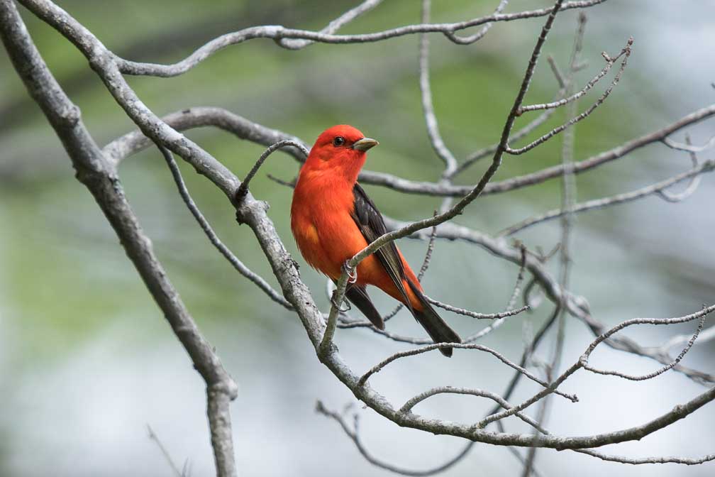 Canon EOS 7D Mark II  --  EF600mm f/4L IS II USM -- 1/800 sec at f / 5.0 -- ISO 250 -- 1/3 EV -- 