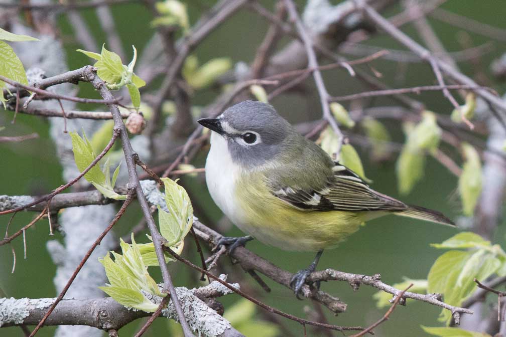 Canon EOS 7D Mark II  --  EF600mm f/4L IS II USM -- 1/800 sec at f / 4.5 -- ISO 1250 -- 1 EV -- 